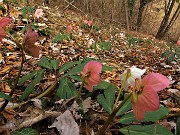 24 Ellebori in fiore (Helleborus niger) sul sentiero 506 C da Alino a Ca Boffelli